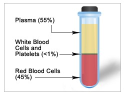 Blood components, including plasma, white blood cells, platelets and red blood cells